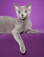 Picture of Russian Blue lying on purple background