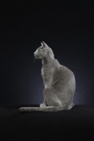 Picture of Russian Blue on black background
