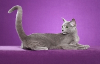 Picture of Russian Blue on purple background