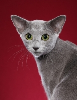 Picture of Russian Blue on red background