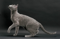 Picture of Russian Blue, one leg up