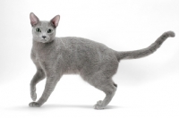 Picture of Russian Blue, one leg up