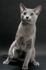 Picture of Russian Blue, one leg up