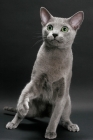 Picture of Russian Blue, one leg up