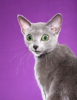 Picture of Russian Blue portrait against purple background