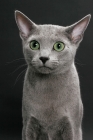 Picture of Russian Blue, portrait