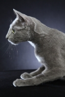 Picture of Russian Blue profile