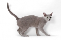 Picture of Russian Blue, side view, tail up