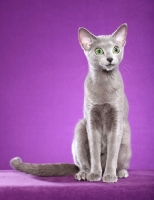 Picture of Russian Blue sitting down in studio
