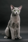 Picture of Russian Blue, sitting down