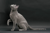 Picture of Russian Blue, sitting in expectation