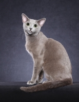 Picture of Russian Blue sitting on grey background