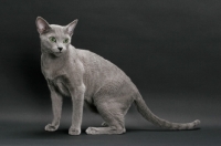 Picture of Russian Blue, sitting on grey background