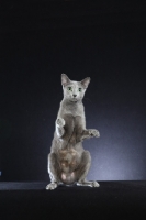 Picture of Russian Blue standing on hind legs