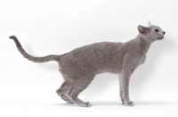 Picture of Russian Blue