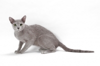 Picture of Russian Blue