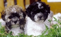 Picture of Russian Bolonka puppies