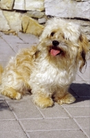 Picture of Russian Bolonka sitting on pavement