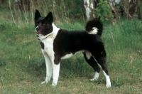 Picture of Russian European Laika