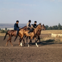 Picture of russian grooms riding akhal teke horses at morning exercise at pyatigorsk hippodrome 