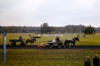Picture of russian heavy draught (breed to be confirmed) horses pulling carts in russia