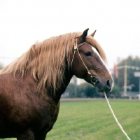 Picture of russian heavy draught horse at moscow exhibition