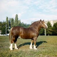 Picture of russian heavy draught, image slightly faded