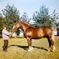 Picture of russian heavy draught standing with handler in russia, image faded