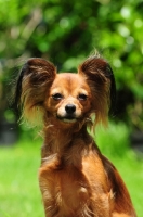 Picture of Russian Toy Terrier looking at camera