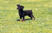 Picture of Russian Toy Terrier on grass