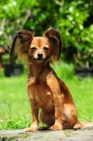 Picture of Russian Toy Terrier sitting and looking at camera