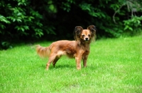Picture of Russian Toy Terrier standing in grass looking towards camera