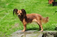 Picture of Russian Toy Terrier standing in garden