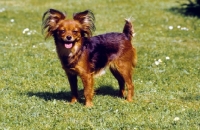 Picture of Russian Toy Terrier, standing on grass