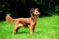 Picture of Russian Toy Terrier standing proudly in grass
