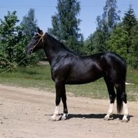 Picture of russian trotter at ypaga, finland