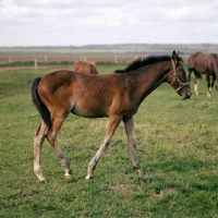 Picture of russian trotter foal at moscow no. 1 stud