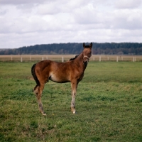 Picture of russian trotter foal at moscow no. 1 stud
