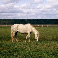 Picture of russian trotter mare at moscow no. 1 stud