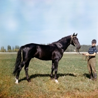 Picture of russian trotter with handler