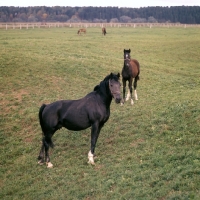 Picture of russian trotters, mare and foal, at moscow no. 1 stud