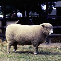 Picture of ryeland ram at show