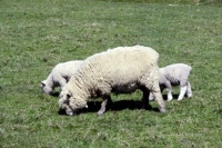 Picture of ryeland sheep grazing with two lambs