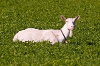 Picture of Saanen goat in Switzerland