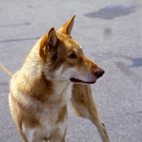 Picture of saarloos wolfhound, head study looking aside