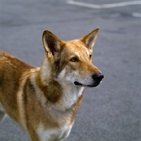 Picture of saarloos wolfhound looking alert, head study on grey background