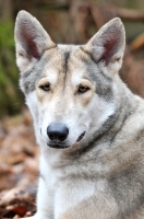 Picture of Saarloos Wolfhound portrait