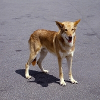 Picture of saarloos wolfhound standing on grey tarmac