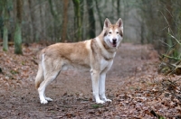 Picture of Saarloos Wolfhound