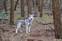 Picture of Saarloos Wolfhound